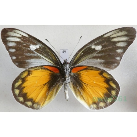 Delias zebuda Hewitson, 1862 male reverse Indonesia, Sulawesi49